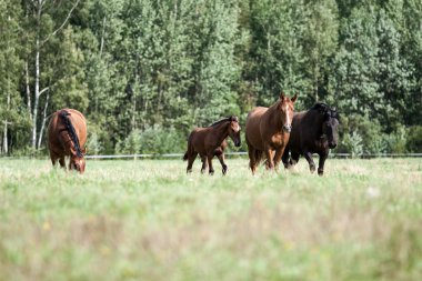 Vahşi atlar tarlada