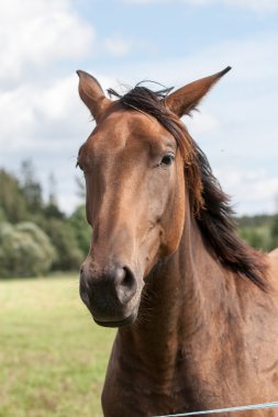 Vahşi atlar tarlada