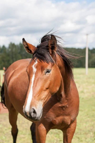 Wildpferde auf dem Feld — Stockfoto