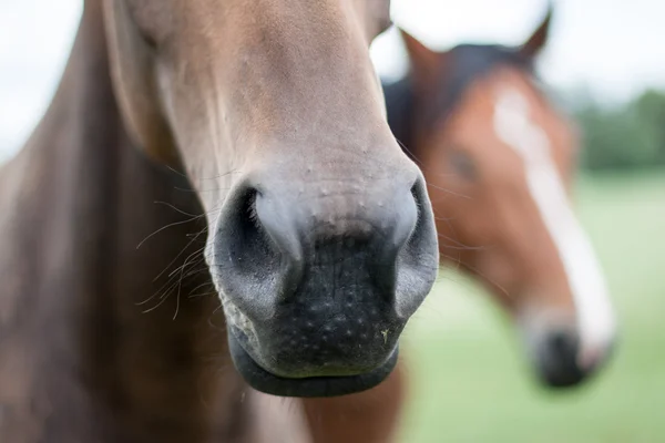 Vilda hästar på fältet — Stockfoto