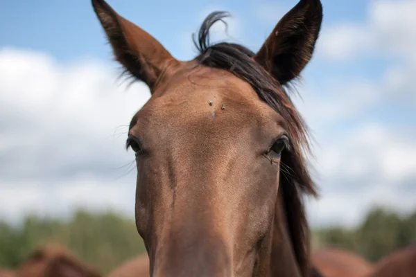 Vilda hästar på fältet — Stockfoto