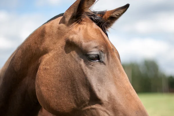 Vilda hästar på fältet — Stockfoto