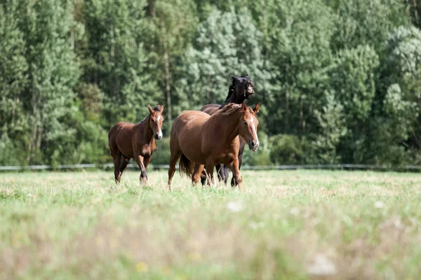 Vilda hästar på fältet — Stockfoto