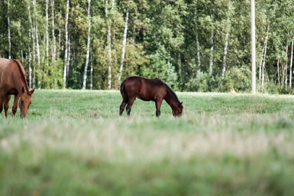 Vahşi atlar tarlada