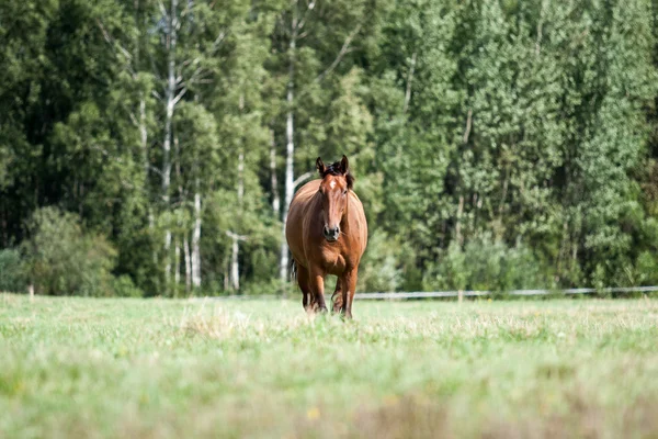 Wildpferde auf dem Feld — Stockfoto