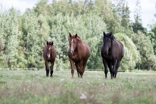 Caballos salvajes en el campo — Foto de Stock