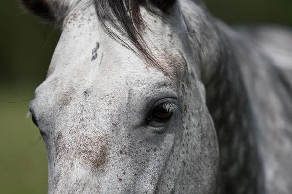 Vilda hästar på fältet — Stockfoto