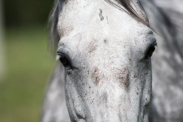Wilde paarden in het veld — Stockfoto
