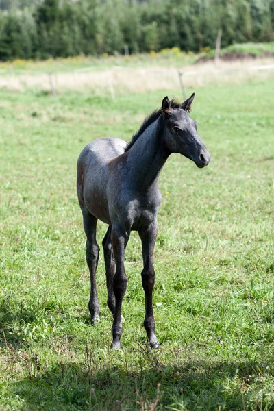 Wildpferde auf dem Feld — Stockfoto