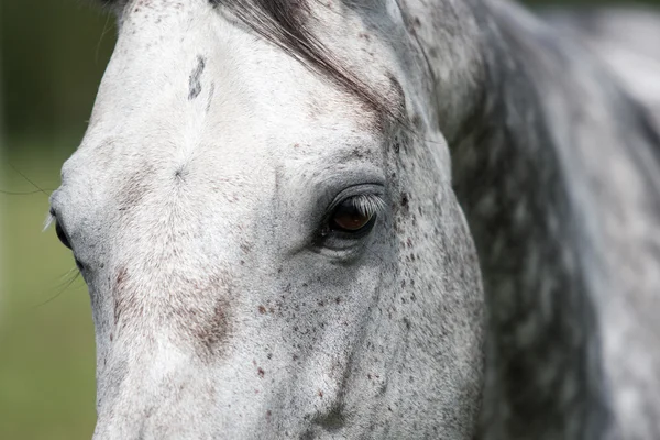 Wilde paarden in het veld — Stockfoto