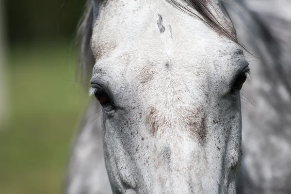 Cavalos selvagens no campo Imagens De Bancos De Imagens