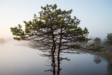 sisli bataklık Gölü'nün güzel sakin manzara