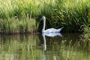 Kuğu ailesi gölde.