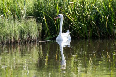 Kuğu ailesi gölde.