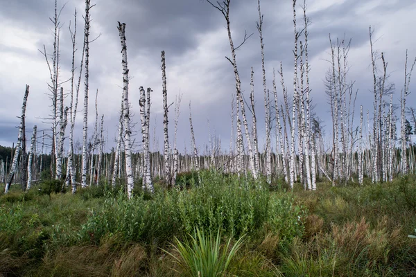 Hermoso paisaje tranquilo de lago pantanoso brumoso — Foto de Stock