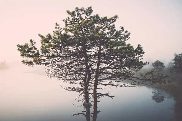 Sisli bataklık göl - retro vintage güzel sakin manzara — Stok fotoğraf