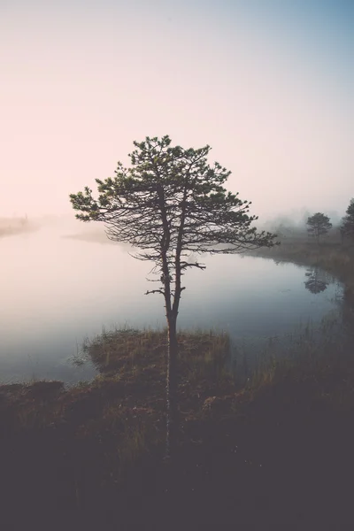 Beau paysage tranquille de lac marécageux brumeux - vintage rétro — Photo