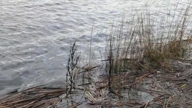 Su nehirde kayaların üzerinden akar.