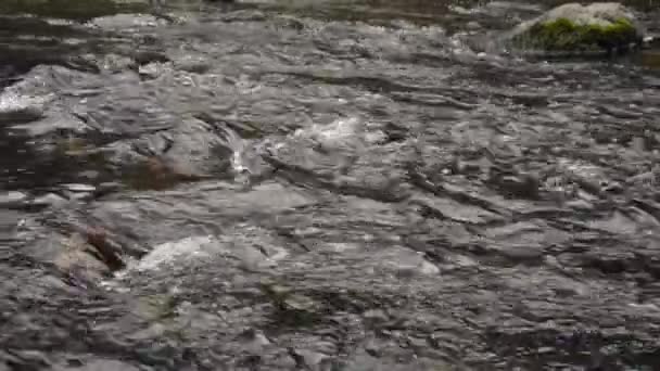 L'acqua scorre nel fiume sopra le rocce — Video Stock