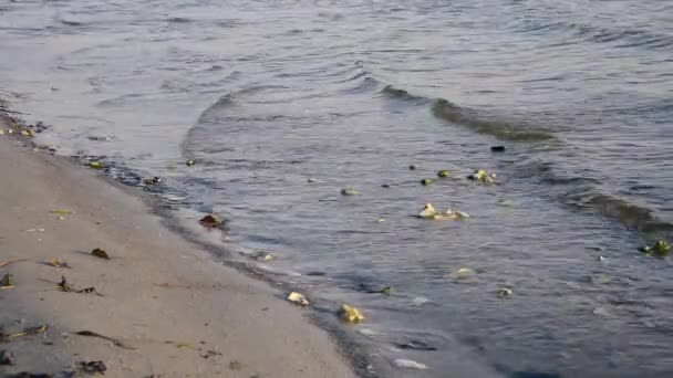 Вода течет в реке через скалы — стоковое видео