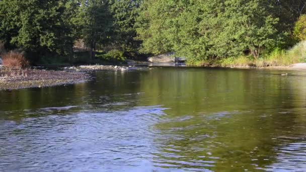 El agua fluye en el río sobre las rocas — Vídeos de Stock