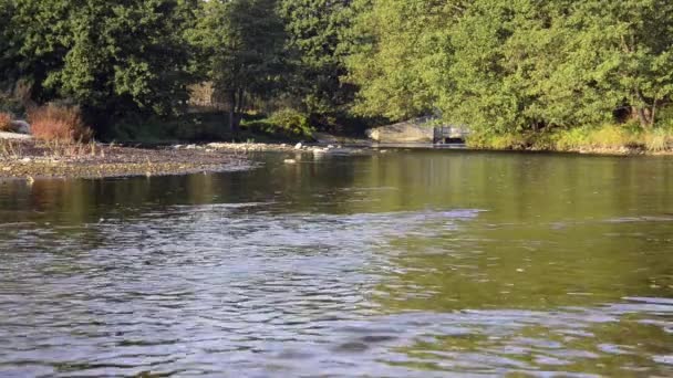 El agua fluye en el río sobre las rocas — Vídeos de Stock