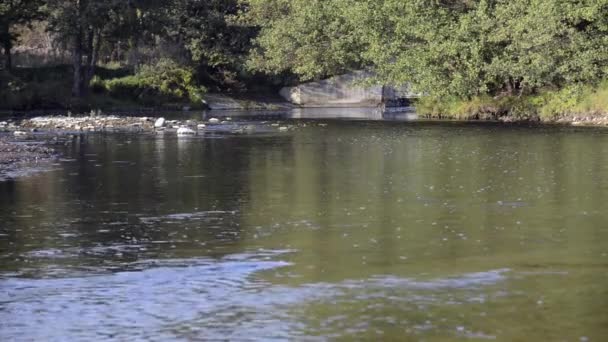 El agua fluye en el río sobre las rocas — Vídeos de Stock