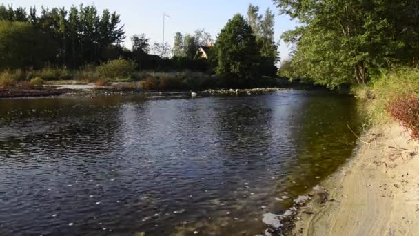 El agua fluye en el río sobre las rocas — Vídeos de Stock