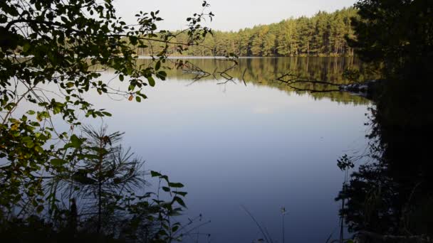 Mañana tranquila junto al lago del bosque — Vídeos de Stock