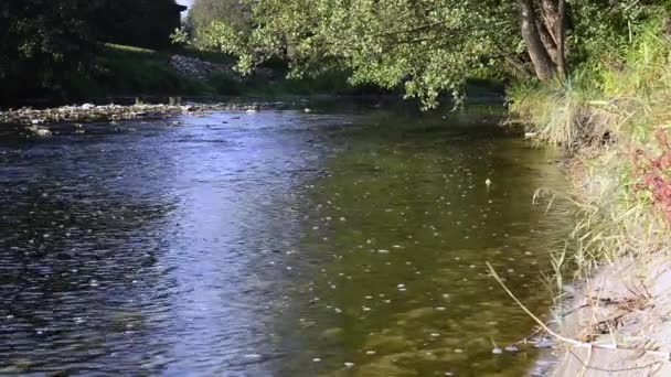 Water stroomt in de rivier over de rotsen — Stockvideo