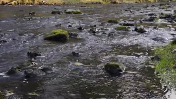 Water stroomt in de rivier over de rotsen — Stockvideo