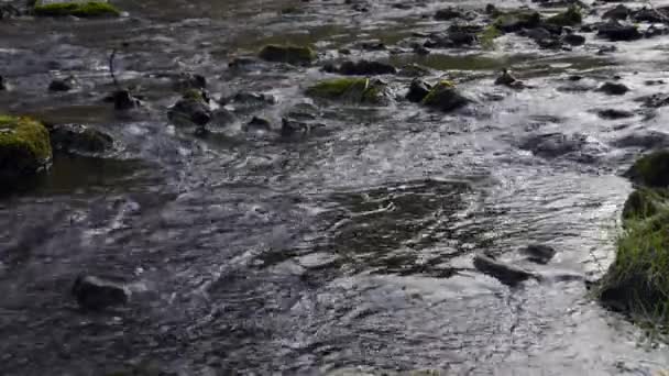 L'acqua scorre nel fiume sopra le rocce — Video Stock