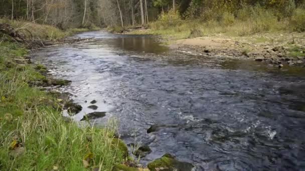 L'acqua scorre nel fiume sopra le rocce — Video Stock