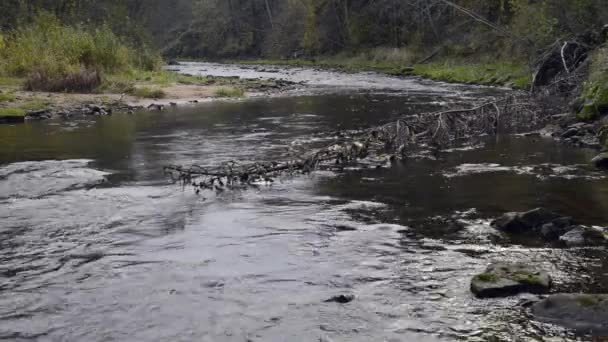 El agua fluye en el río sobre las rocas — Vídeos de Stock
