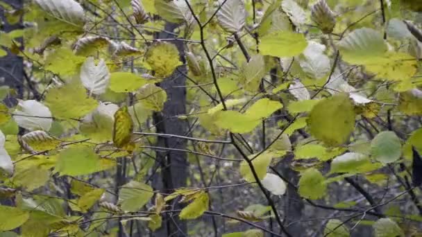 Dia ventoso na floresta de outono — Vídeo de Stock