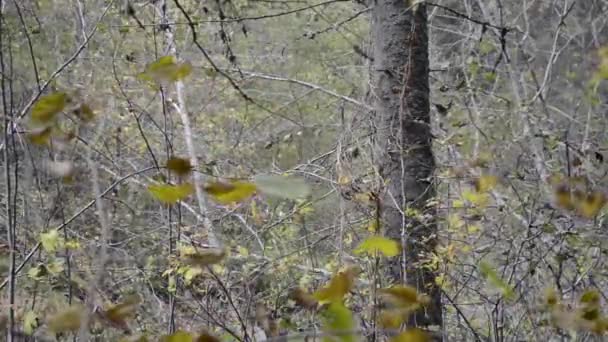 Día ventoso en el bosque de otoño — Vídeo de stock