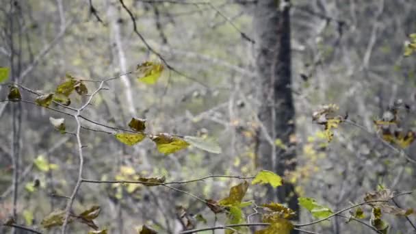 Dia ventoso na floresta de outono — Vídeo de Stock