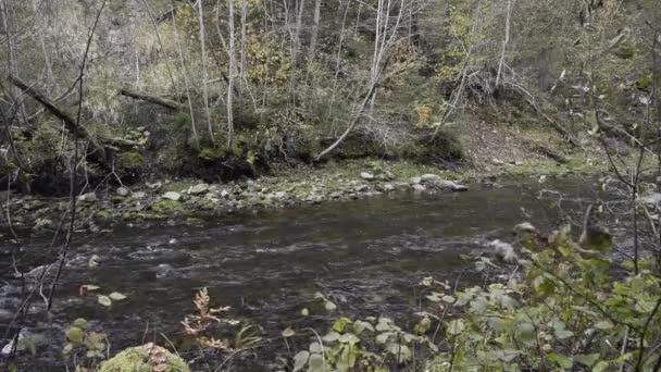 El agua fluye en el río sobre las rocas — Vídeos de Stock