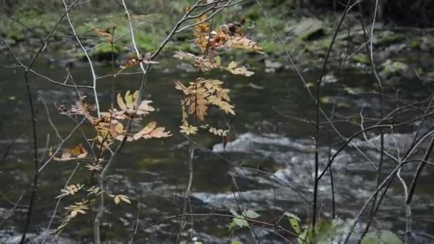 Water stroomt in de rivier over de rotsen — Stockvideo