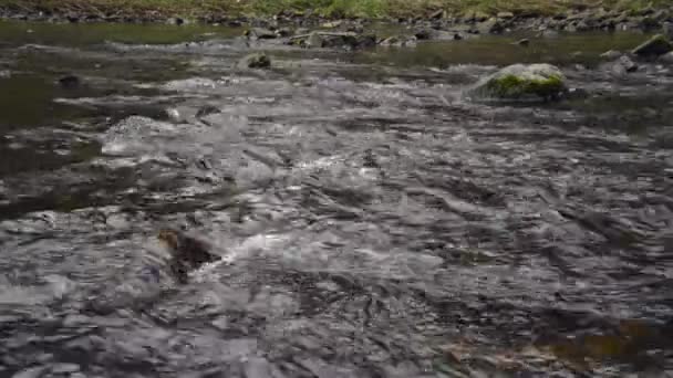 Water stroomt in de rivier over de rotsen — Stockvideo