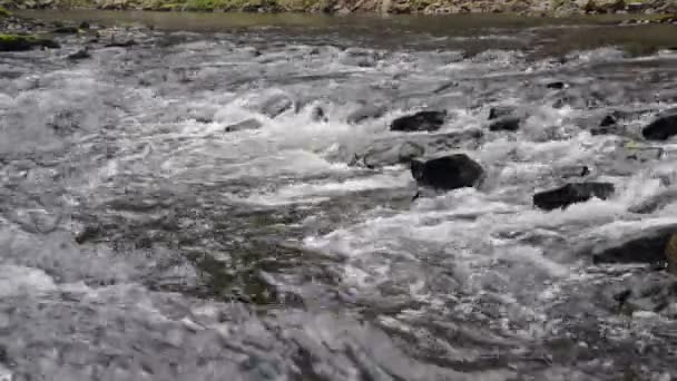 Νερό ρέει στον ποταμό πέρα από τους βράχους — Αρχείο Βίντεο
