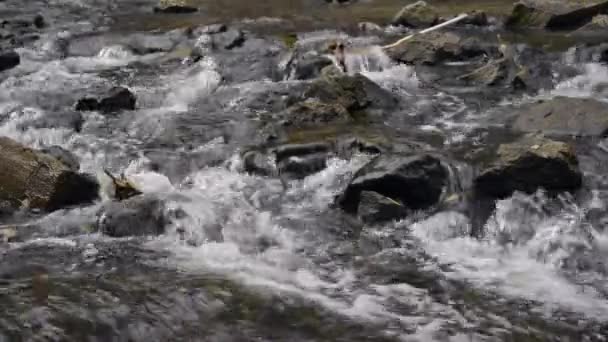 A água flui no rio sobre as rochas — Vídeo de Stock