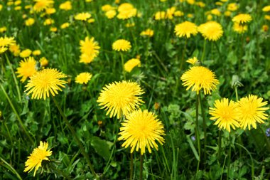 Güneşli yaz kırsal sahne