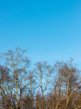 soğuk kar kış ağaçlar kaplı