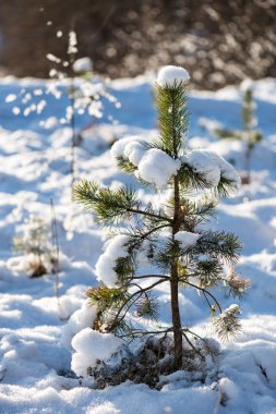 soğuk kar kış ağaçlar kaplı