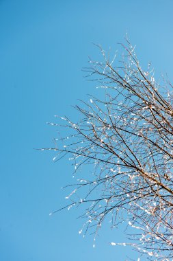 soğuk kar kış ağaçlar kaplı