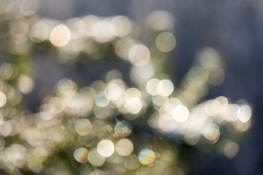 Soyut bulanıklık böke içinde güneş ışığı ile kışın Ladin ağacı