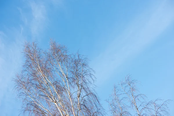 Winterbäume bei Kälte mit Schnee bedeckt — Stockfoto