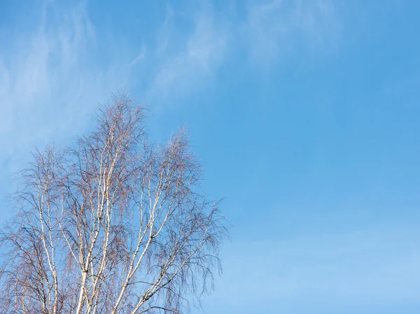 寒さで雪で覆われた冬の木 — ストック写真