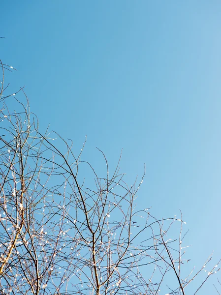 Zimą drzewa pokryte śniegiem w zimnej — Zdjęcie stockowe